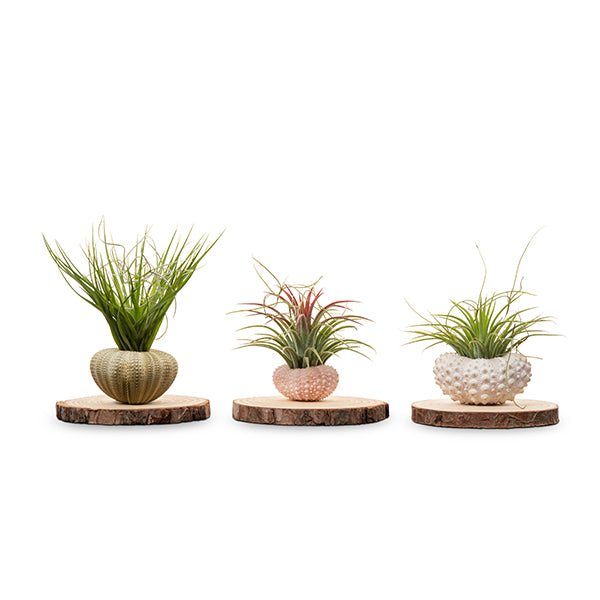 Airplant Urchin