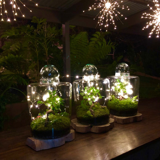 Fairy Lights