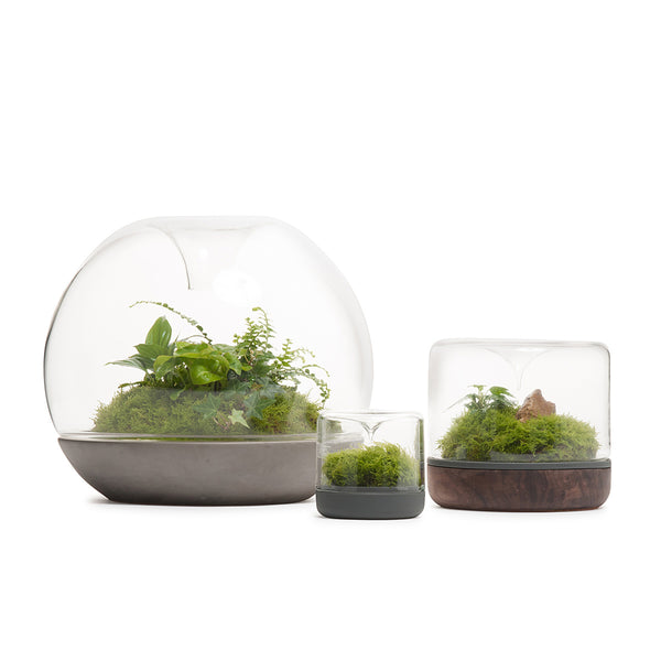 Sanctuary M Rainforest Terrarium - Concrete