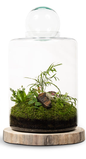 Garden of Eden Terrarium