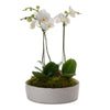 Classic Phalaenopsis Planter