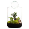 Garden Of Eden Terrarium