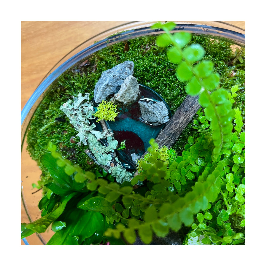 Rainforest Oasis Ponds