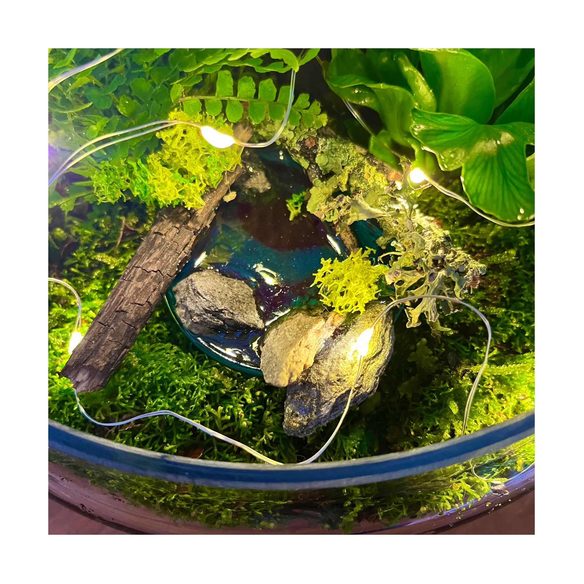 Rainforest Oasis Ponds