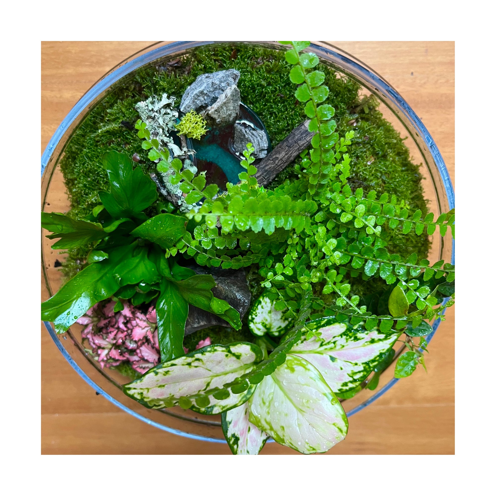 Rainforest Oasis Ponds