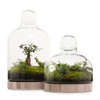 San Jose Wooden Terrarium