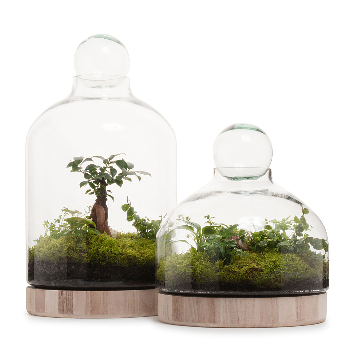 Living Terrarium Moss - Lulu & Angel