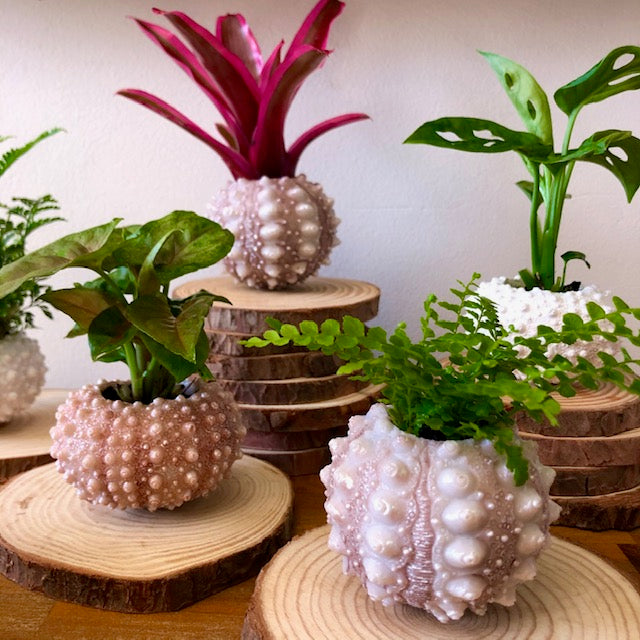 Urchin Planters