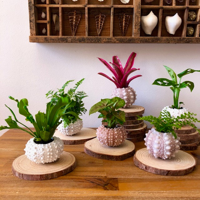 Urchin Planters
