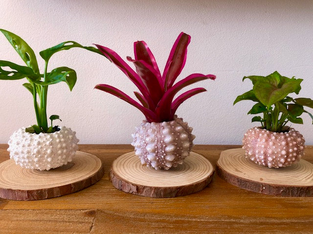 Urchin Planters