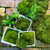 Living Terrarium Moss