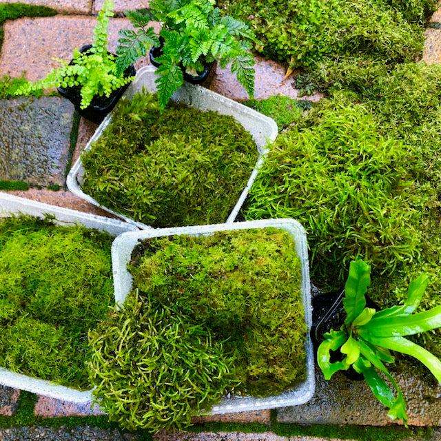 Terrarium Moss For Sale