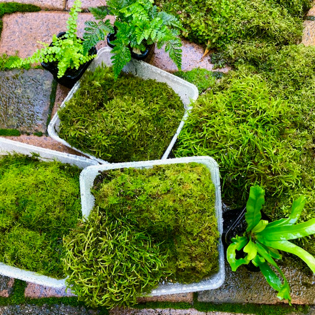 terrarium plants australia Living Terrarium Moss