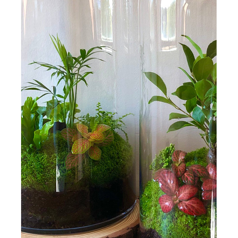 Tall Capsule Terrarium