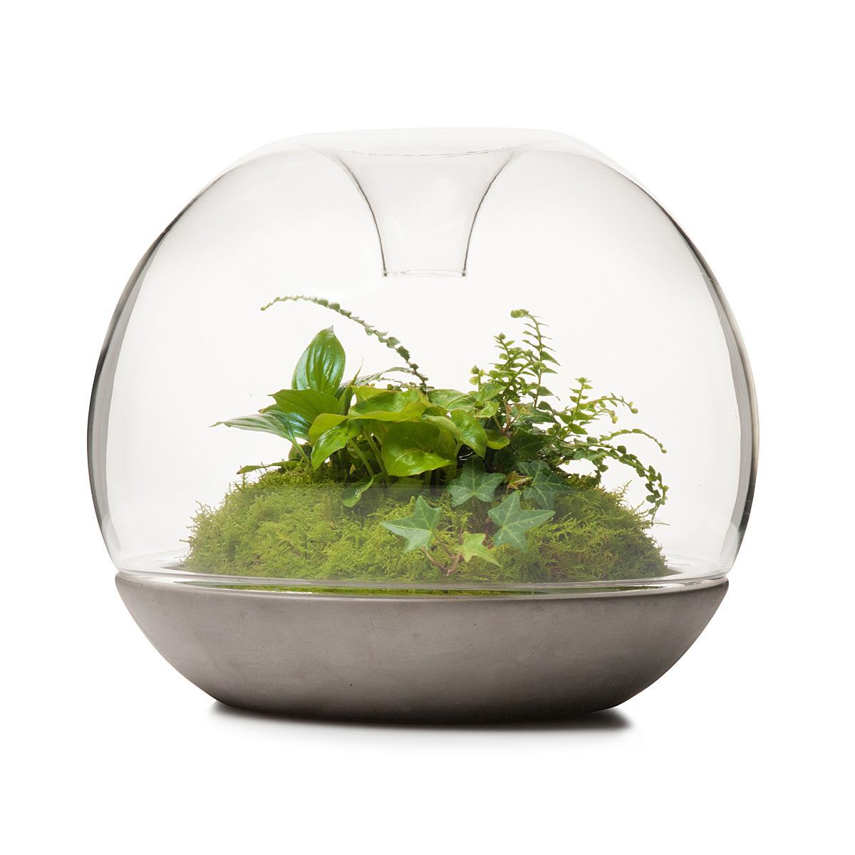 Biodome Rainforest Terrarium - Concrete