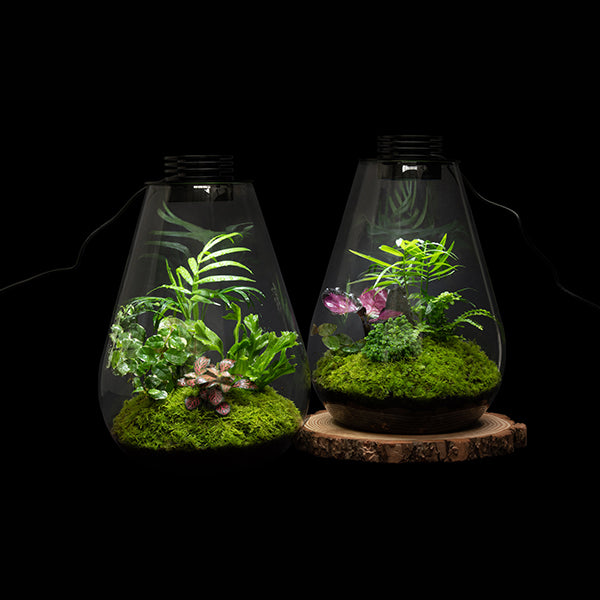Bioscape Rainforest Terrarium