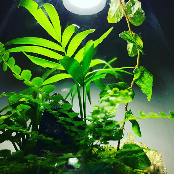 Bioscape Rainforest Terrarium