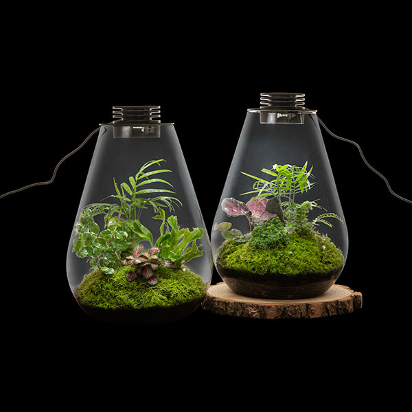 Bioscape Rainforest Terrarium