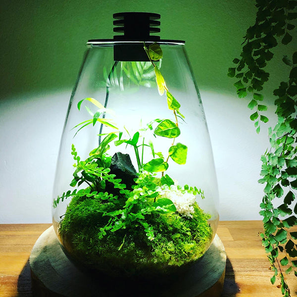 Bioscape Rainforest Terrarium