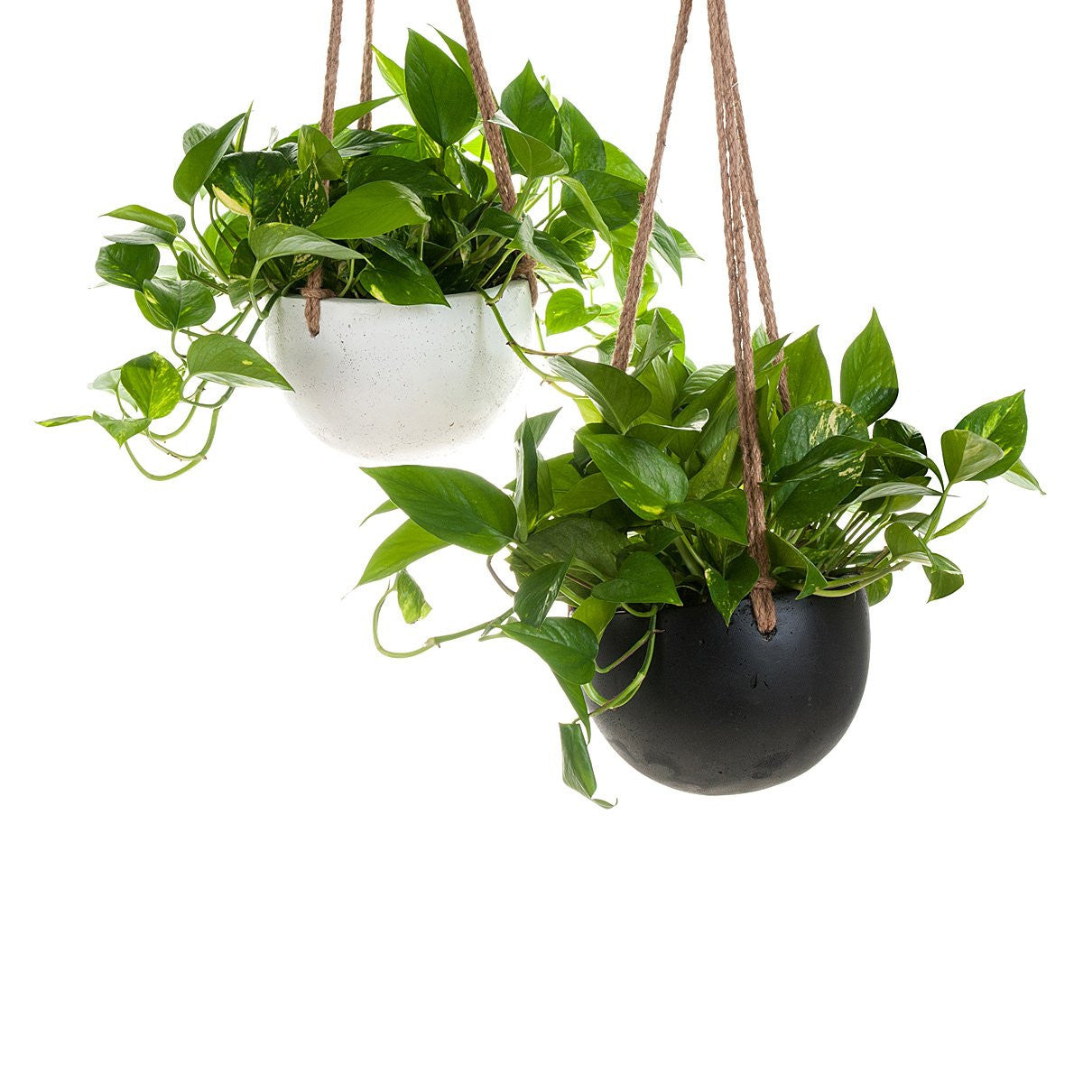 hanging planter australia Devil's Ivy Concrete Hanging Planter