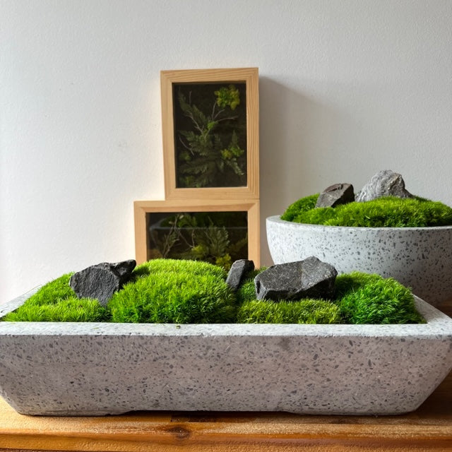 indoor moss planter Forever Moss Planter