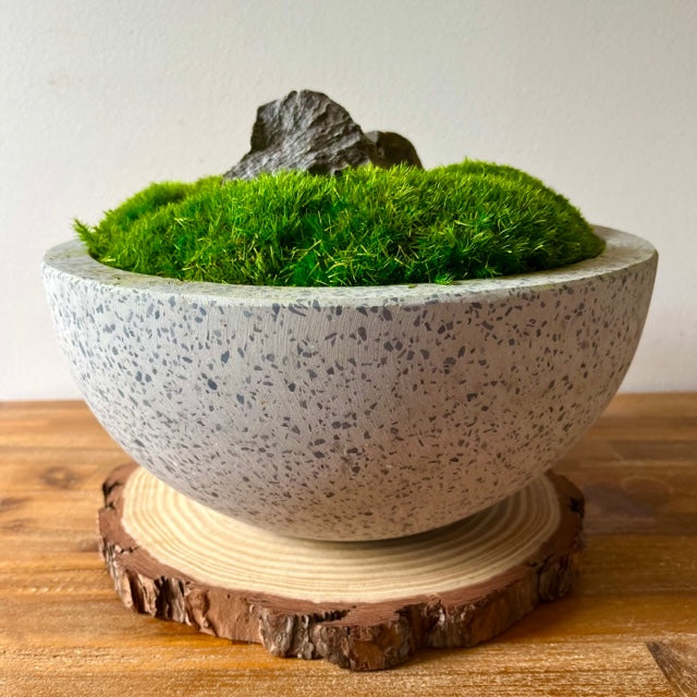 Live moss bowls - Pots & Planters - Brisbane, Queensland, Australia