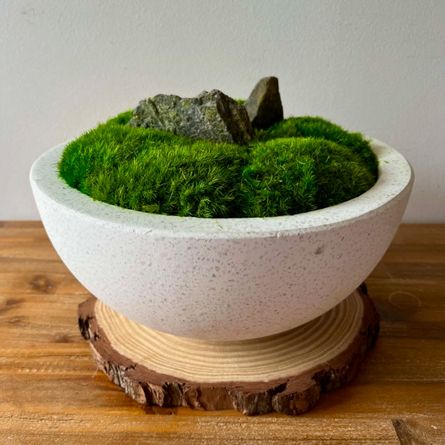 potted plant moss Forever Moss Planter
