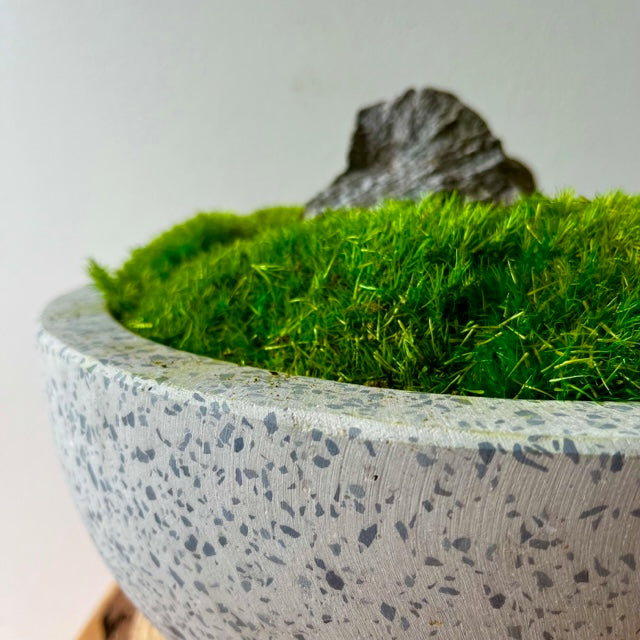 Forever Moss Planter