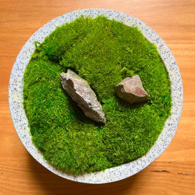 Forever Moss Planter