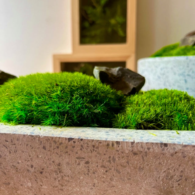 Forever Moss Planter