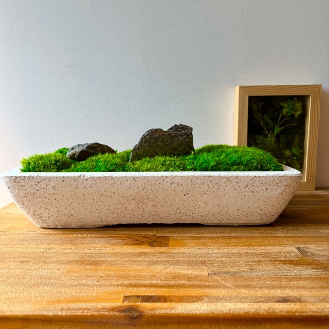 Forever Moss Planter
