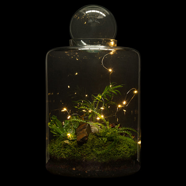 Garden of Eden Terrarium