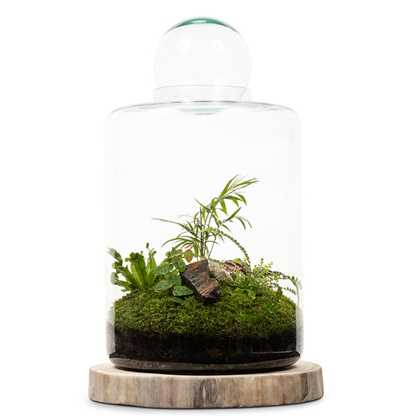 Garden of Eden Terrarium