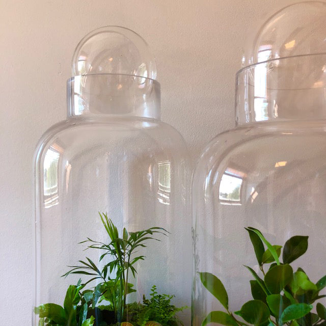 Tall Capsule Terrarium