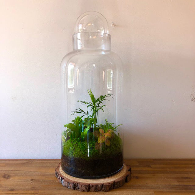 Tall Capsule Terrarium