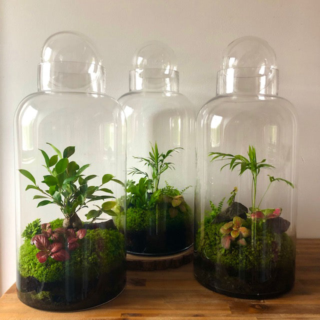 Tall Capsule Terrarium