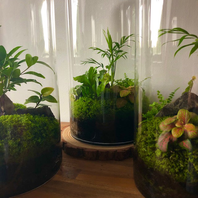 Tall Capsule Terrarium