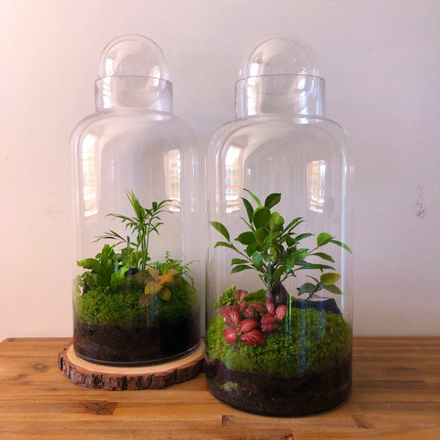 Tall Capsule Terrarium