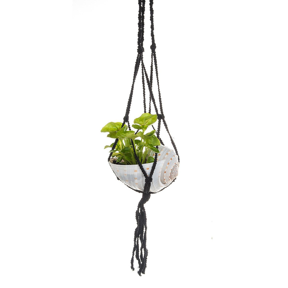 shell macrame plant hanger Macramé Shell Hanging Planter