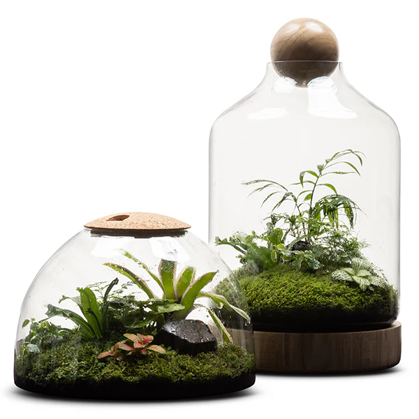 Rainforest Conservatory Terrarium