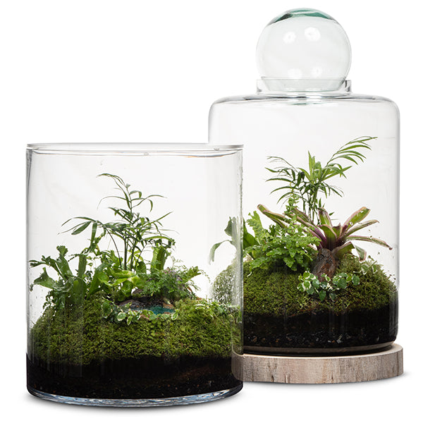 Rainforest Eden Terrarium