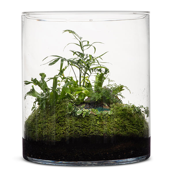 Rainforest Eden Terrarium