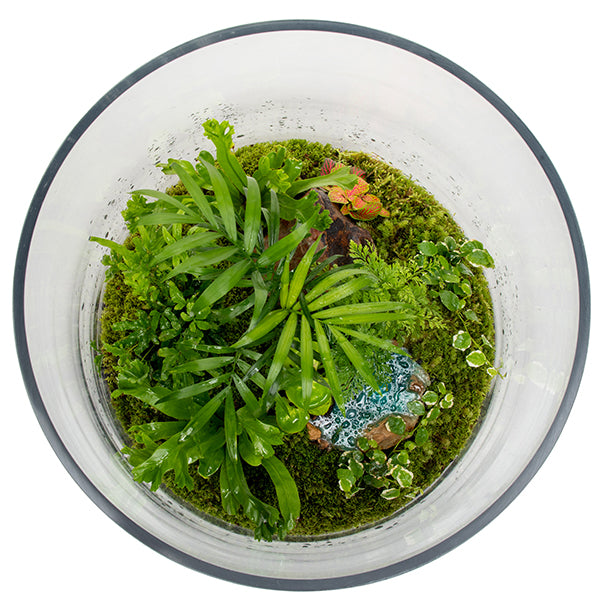 Rainforest Eden Terrarium