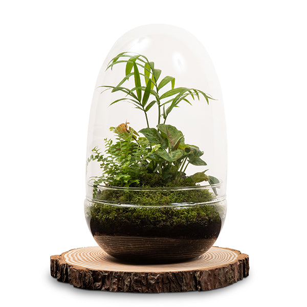 Rainforest Egg Terrarium