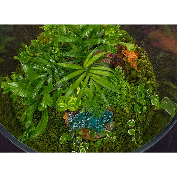 Rainforest Oasis Ponds