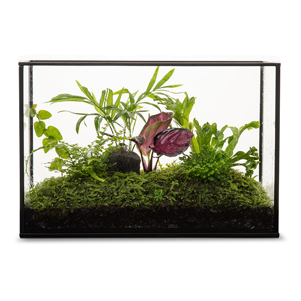 Rainforest Terquarium