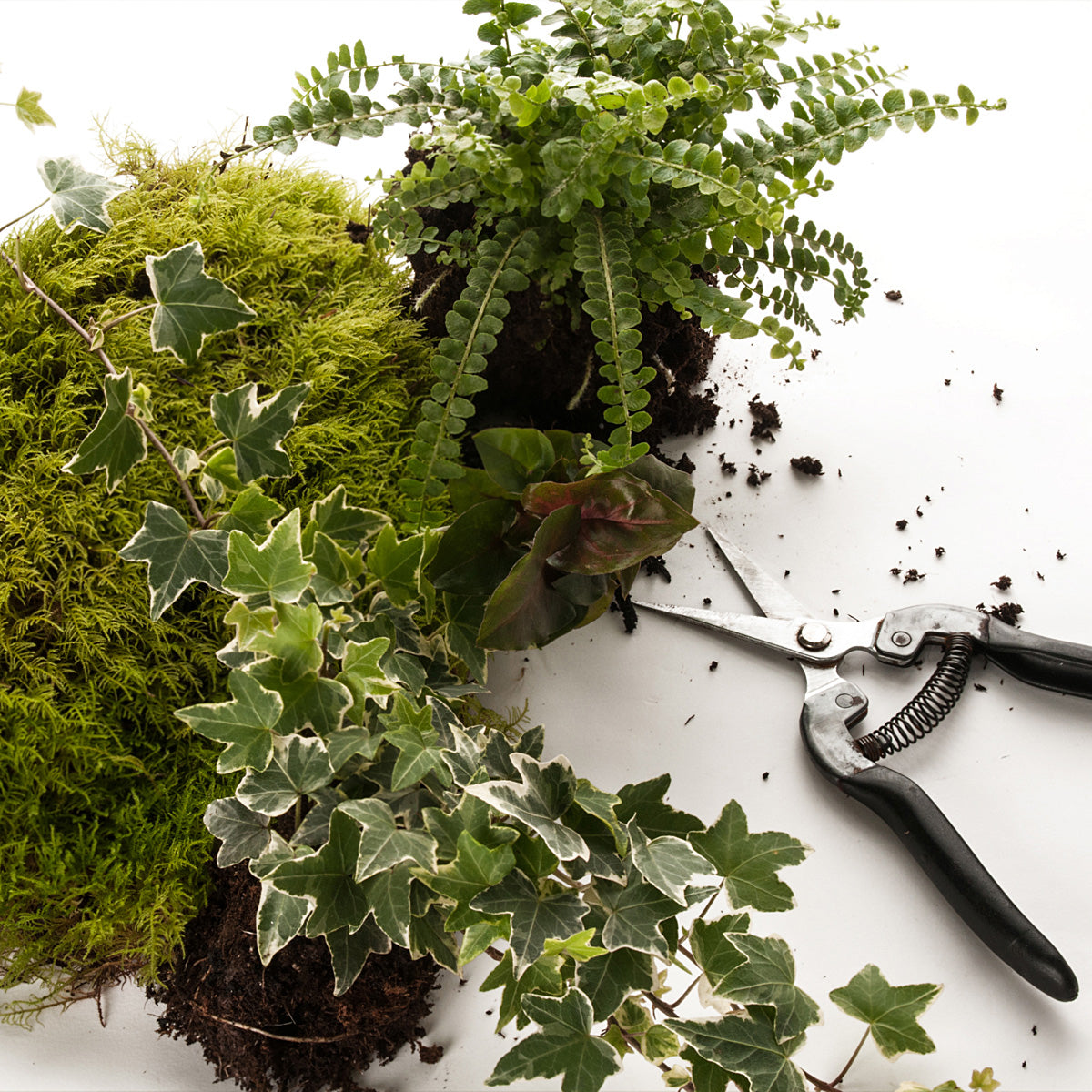 Terrarium Replant Service