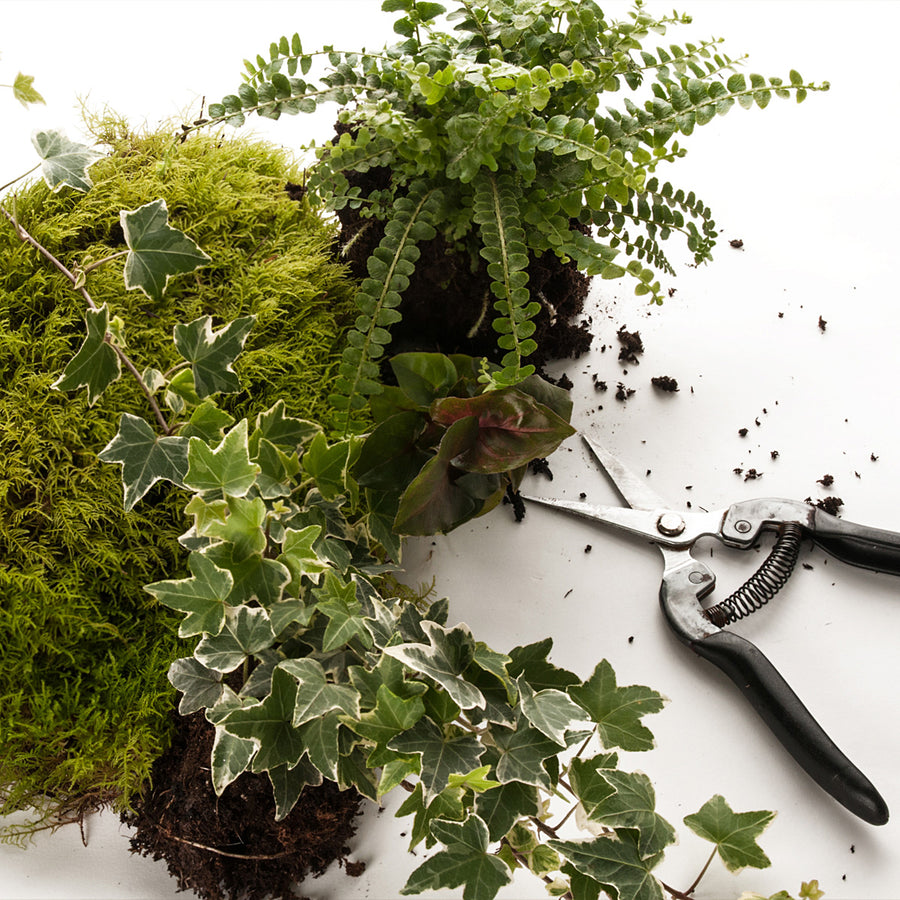 Terrarium Replant Service