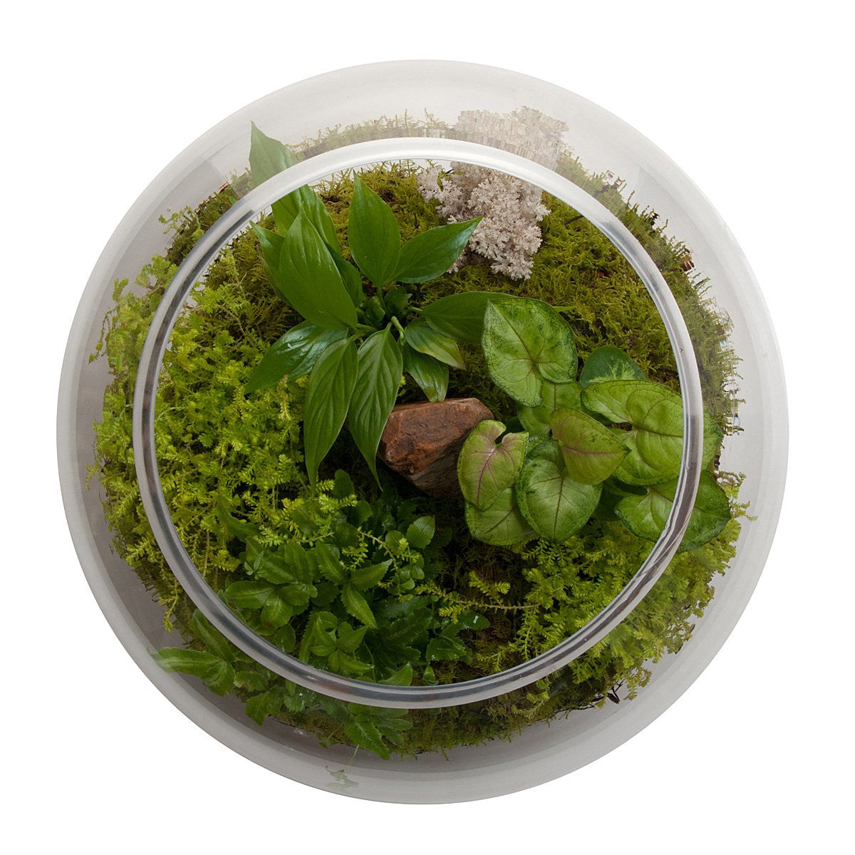 Revival Fishbowl Terrarium - Lulu & Angel