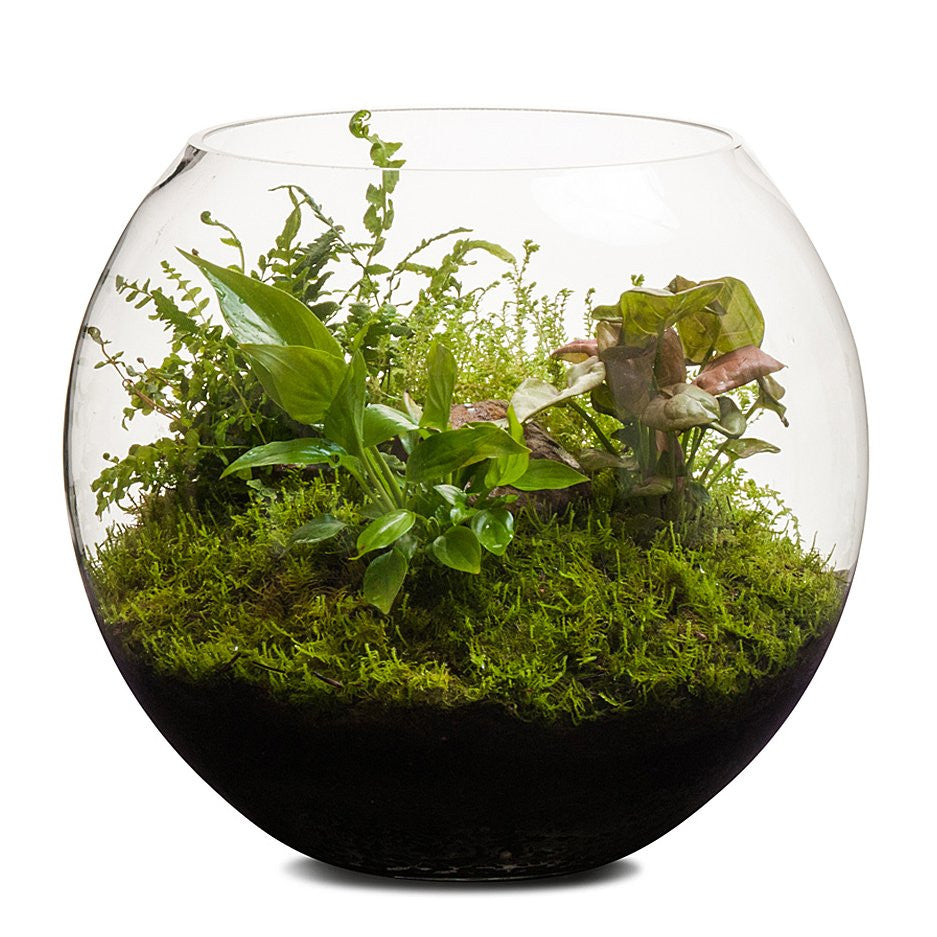 fish bowl plant terrarium Revival Fishbowl Terrarium